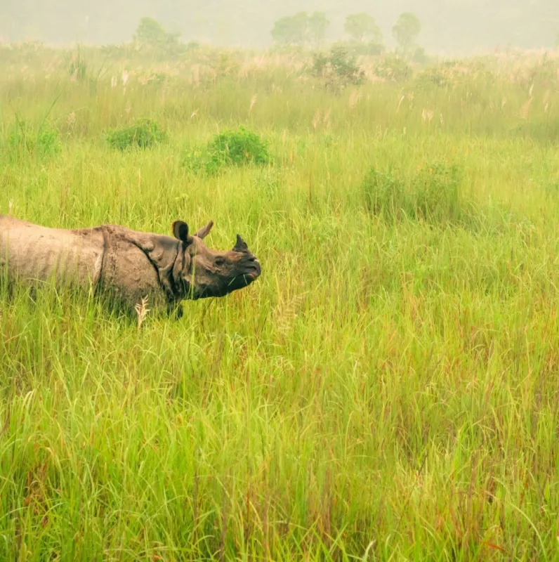 Chitwan_National_Park_Nepal_Pronab